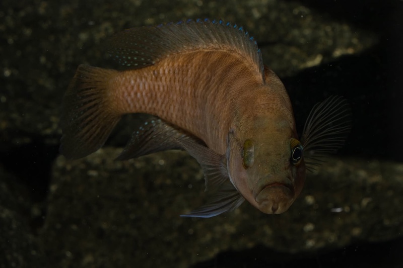 Neolamprologus obscurus 'Kantalamba'